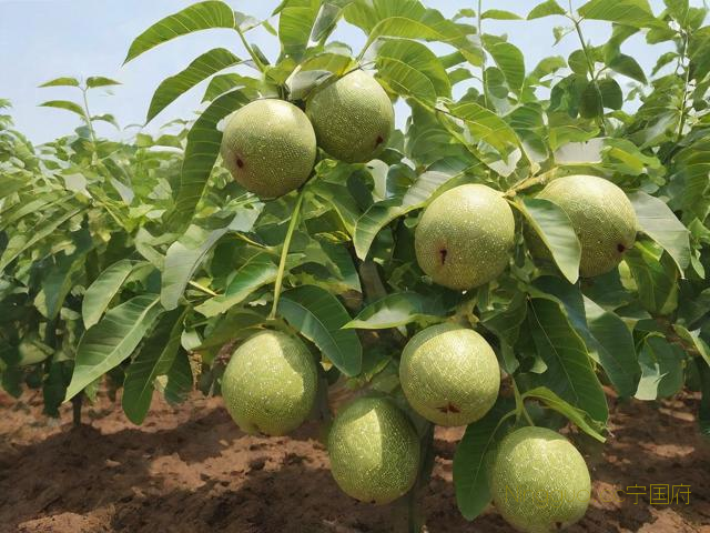 文玩核桃树苗种植技术,文玩核桃树种植条件