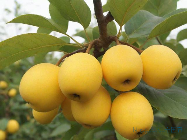 九月黄水果种植技术,九月黄水果是凉性还是热性