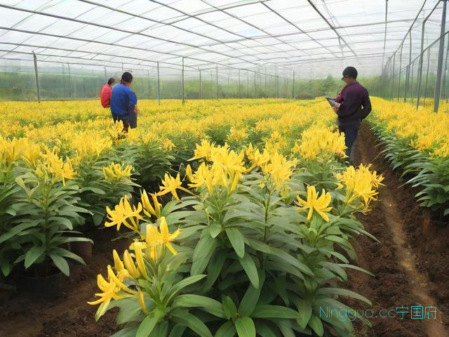 金线莲种植技术及亩产,金线莲种植视频
