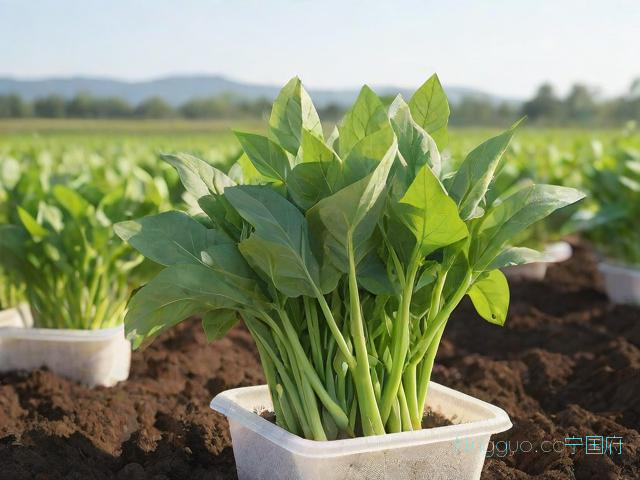 空心菜种植技术与方法,空心菜种植方法与时间