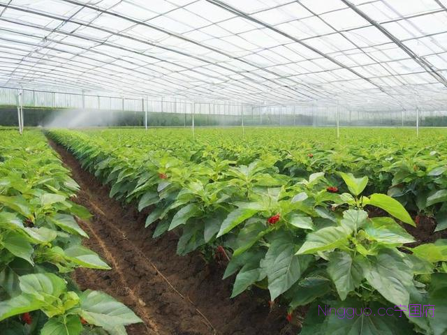 桑黄大棚种植技术图片,桑黄种殖技术