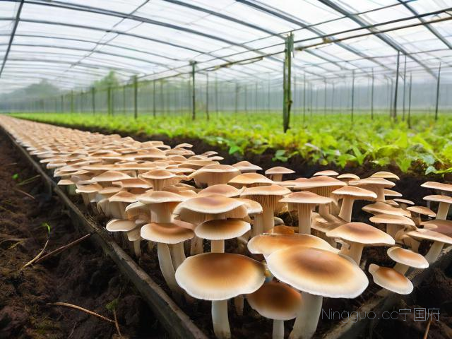 大棚野生菌种植技术,大棚菌的种植方法