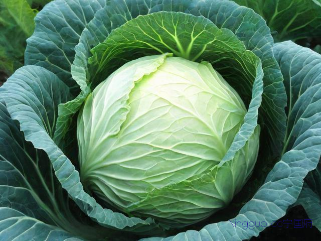 白菜种植技术的讲解,白菜种植方法全过程