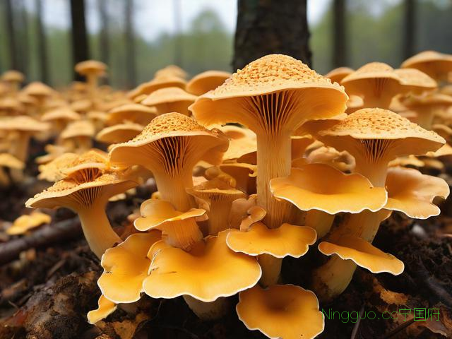 桑黄菌种植管理技术,桑黄菌种植周期是多长时间