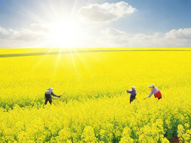 油菜种植技术培训,油菜种植技术培训心得体会