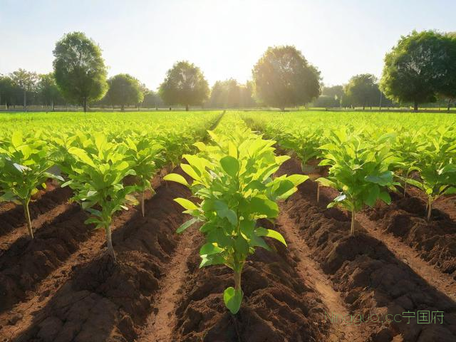 扦插杨树苗种植技术,杨树扦插视频