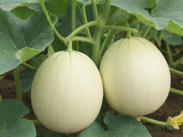 甜宝甜瓜种植技术,甜宝甜瓜的功效与作用