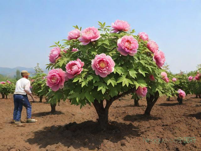 牡丹树种植技术,牡丹花树苗的种植和管理