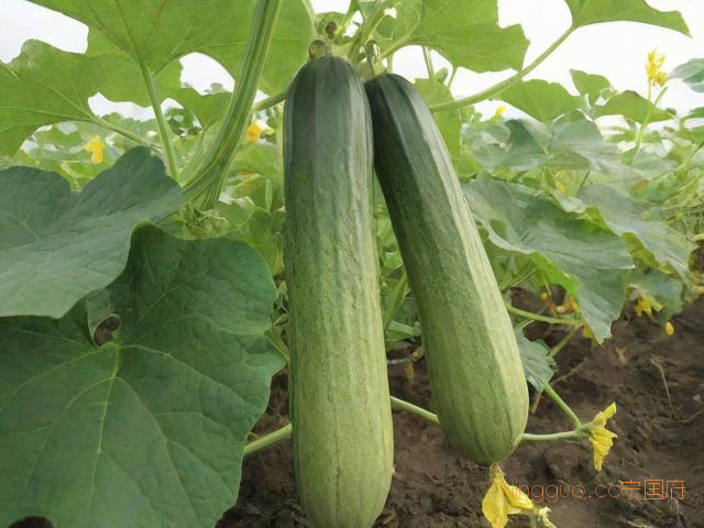 露地丝瓜种植技术视频和高产,露地丝瓜高产技术方法