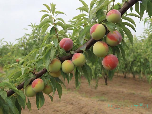 李子栽培种植技术,李子的栽培技术和管理视频