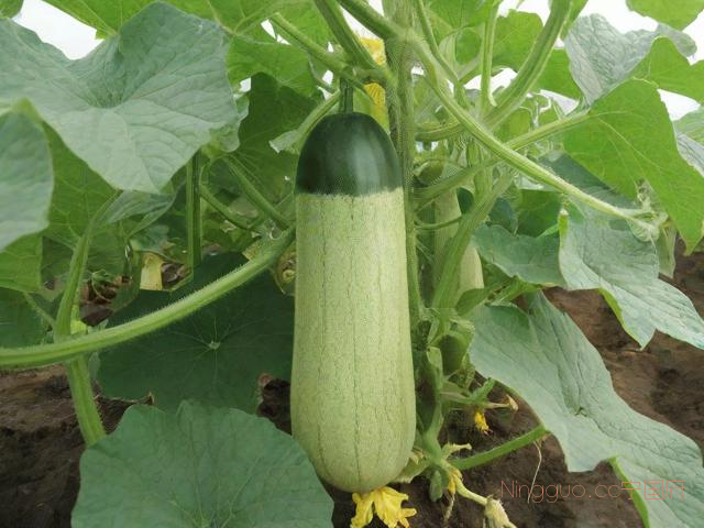 麦茬冬瓜种植技术,麦冬栽培技术视频