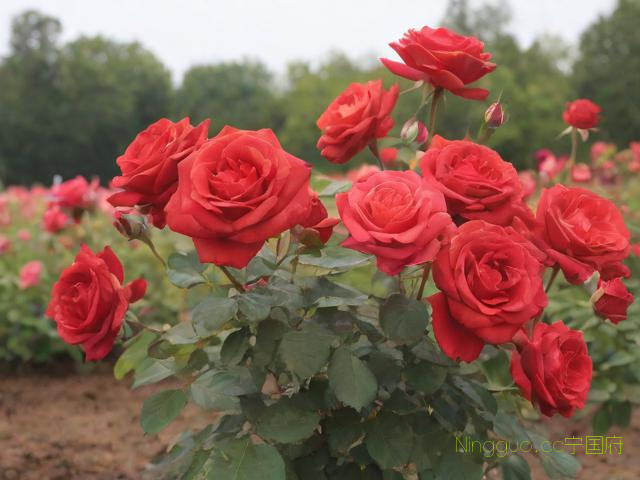 玫瑰花种植技术,玫瑰花种植技术要点