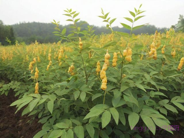 黄精种植技术视频教程的简单介绍