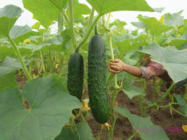 秋黄瓜种植管理技术,秋黄瓜的种植管理