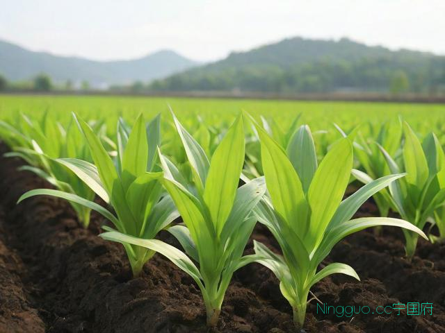 白芨种植技术和种源,白芨种植技术和栽培视频