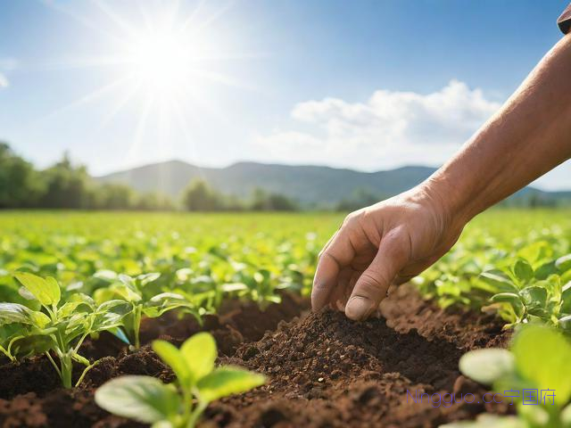 旱半夏种植技术,旱半夏种植技术视频农广天地