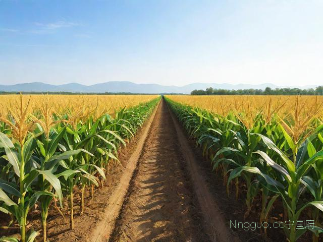 宽窄行玉米种植技术,宽窄行种植玉米高产技术视频