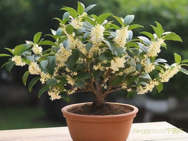 小盆栽桂花树种植技术,小盆栽桂花树怎么种