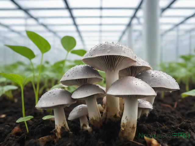 灰平菇种植技术,灰平菇生长日记图片