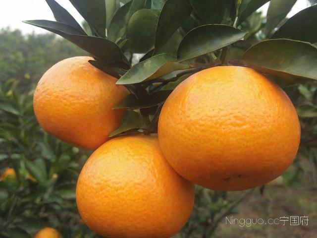 沃柑种植管理技术,沃柑怎么种植管理法