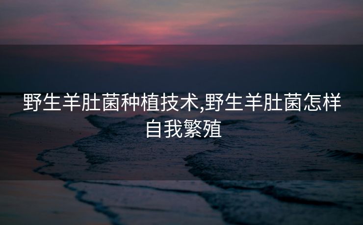 野生羊肚菌种植技术,野生羊肚菌怎样自我繁殖