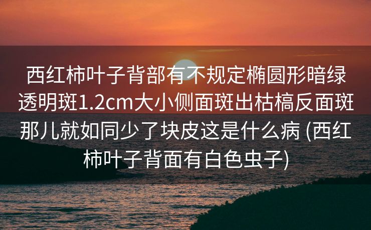 西红柿叶子背部有不规定椭圆形暗绿透明斑1.2cm大小侧面斑出枯槁反面斑那儿就如同少了块皮这是什么病 (西红柿叶子背面有白色虫子)