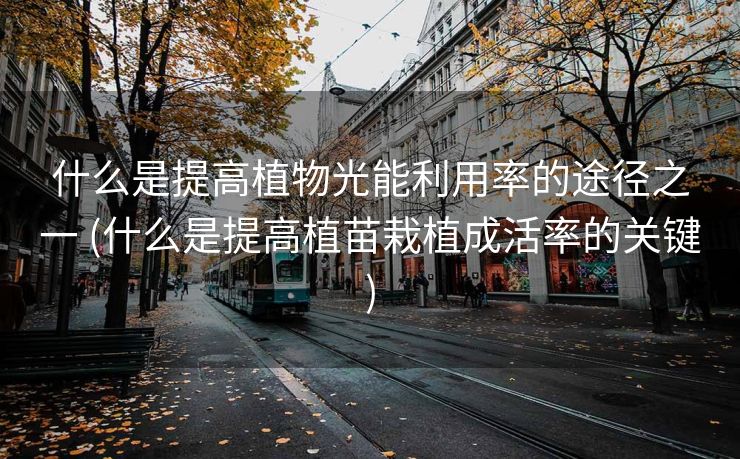 什么是提高植物光能利用率的途径之一 (什么是提高植苗栽植成活率的关键)