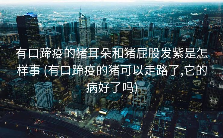 有口蹄疫的猪耳朵和猪屁股发紫是怎样事 (有口蹄疫的猪可以走路了,它的病好了吗)