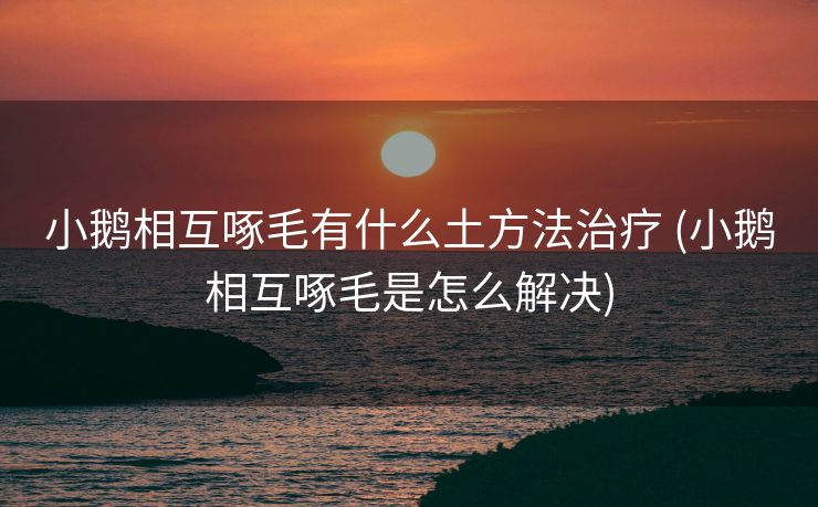 小鹅相互啄毛有什么土方法治疗 (小鹅相互啄毛是怎么解决)