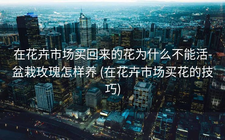 在花卉市场买回来的花为什么不能活-盆栽玫瑰怎样养 (在花卉市场买花的技巧)