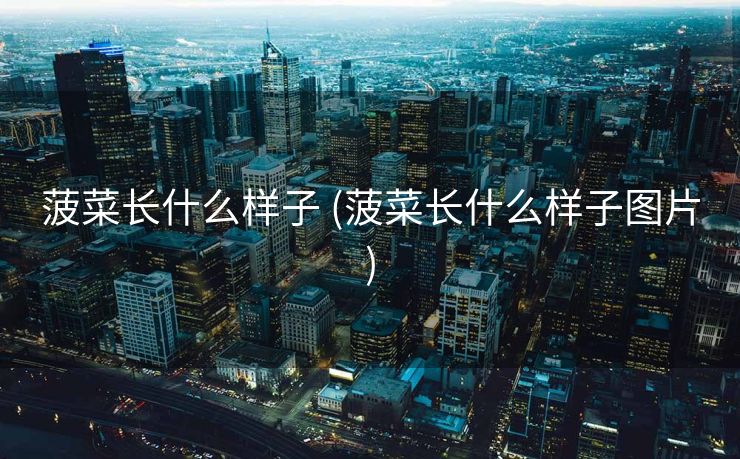 菠菜长什么样子 (菠菜长什么样子图片)