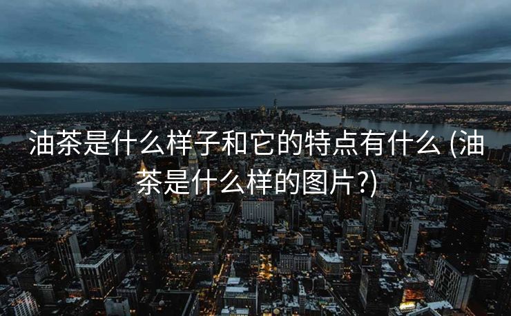 油茶是什么样子和它的特点有什么 (油茶是什么样的图片?)