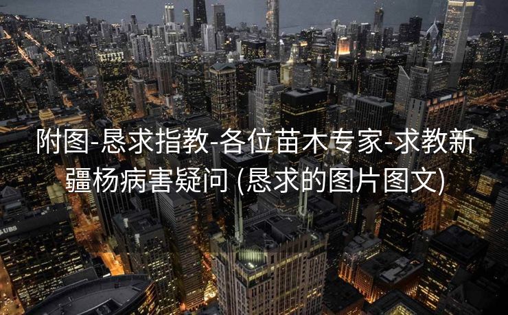 附图-恳求指教-各位苗木专家-求教新疆杨病害疑问 (恳求的图片图文)