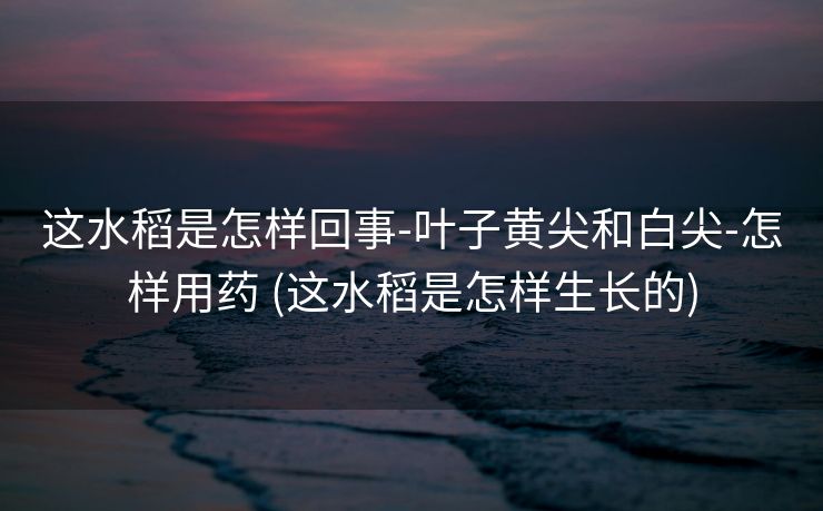 这水稻是怎样回事-叶子黄尖和白尖-怎样用药 (这水稻是怎样生长的)