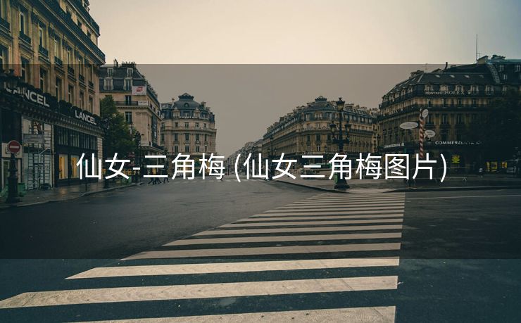 仙女-三角梅 (仙女三角梅图片)