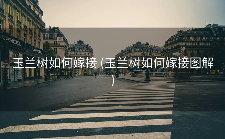 玉兰树如何嫁接 (玉兰树如何嫁接图解)