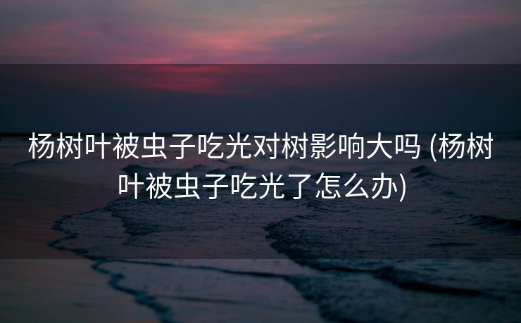 杨树叶被虫子吃光对树影响大吗 (杨树叶被虫子吃光了怎么办)