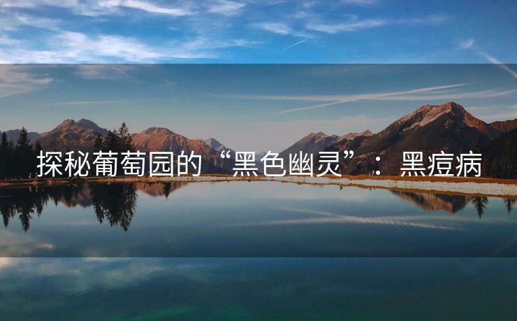 探秘葡萄园的“黑色幽灵”：黑痘病