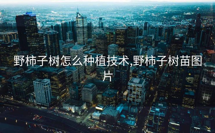 野柿子树怎么种植技术,野柿子树苗图片