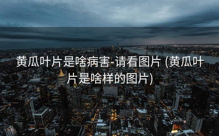 黄瓜叶片是啥病害-请看图片 (黄瓜叶片是啥样的图片)
