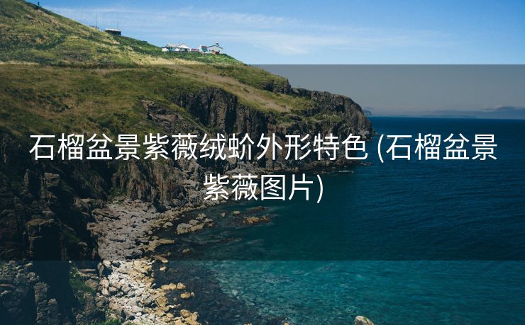 石榴盆景紫薇绒蚧外形特色 (石榴盆景紫薇图片)