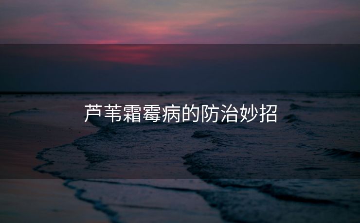 芦苇霜霉病的防治妙招