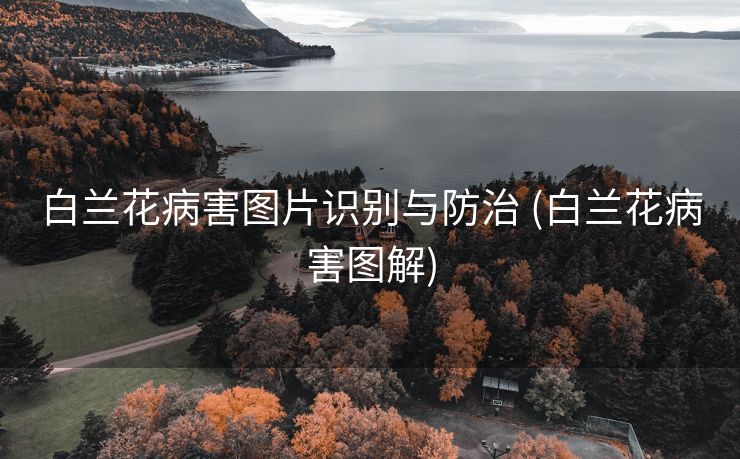 白兰花病害图片识别与防治 (白兰花病害图解)