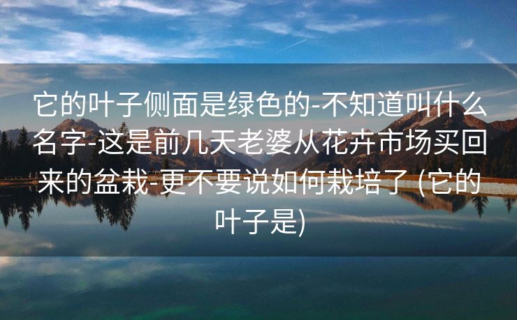 它的叶子侧面是绿色的-不知道叫什么名字-这是前几天老婆从花卉市场买回来的盆栽-更不要说如何栽培了 (它的叶子是)