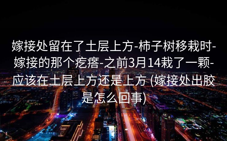 嫁接处留在了土层上方-柿子树移栽时-嫁接的那个疙瘩-之前3月14栽了一颗-应该在土层上方还是上方 (嫁接处出胶是怎么回事)