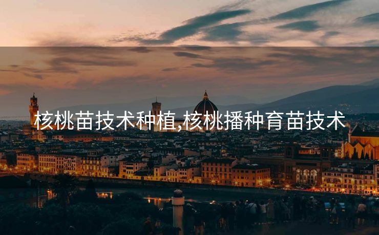 核桃苗技术种植,核桃播种育苗技术