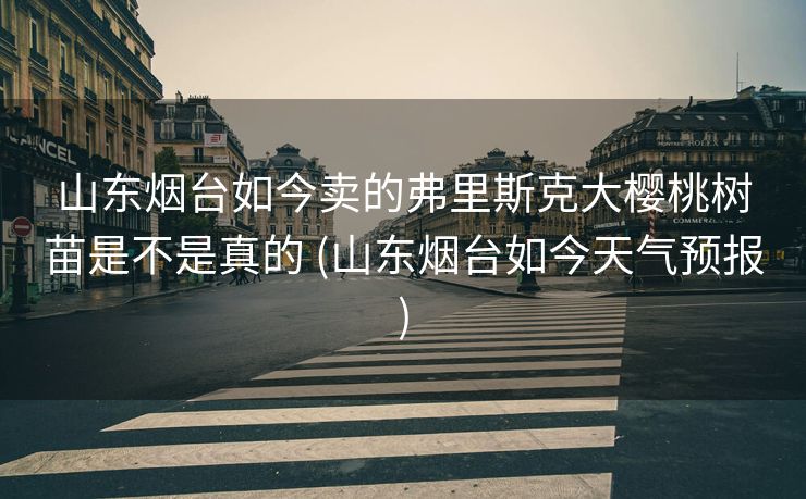 山东烟台如今卖的弗里斯克大樱桃树苗是不是真的 (山东烟台如今天气预报)