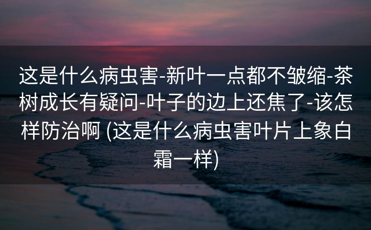 这是什么病虫害-新叶一点都不皱缩-茶树成长有疑问-叶子的边上还焦了-该怎样防治啊 (这是什么病虫害叶片上象白霜一样)
