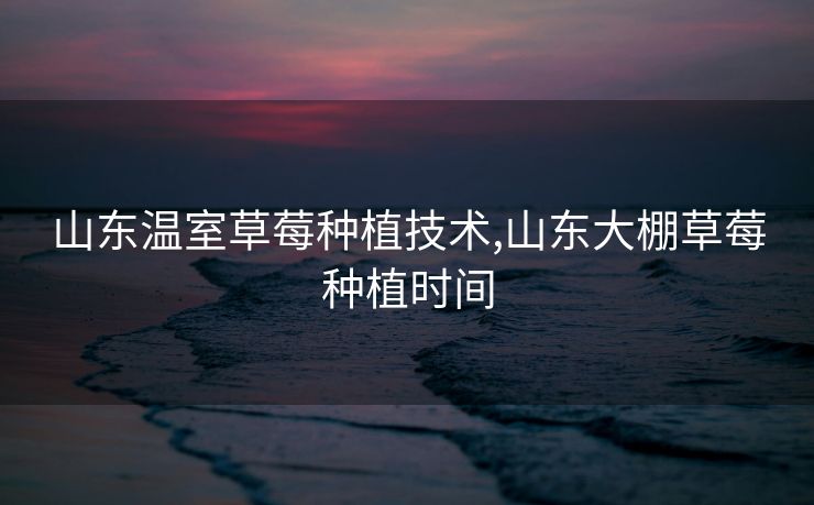 山东温室草莓种植技术,山东大棚草莓种植时间