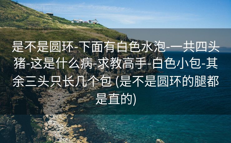 是不是圆环-下面有白色水泡-一共四头猪-这是什么病-求教高手-白色小包-其余三头只长几个包 (是不是圆环的腿都是直的)